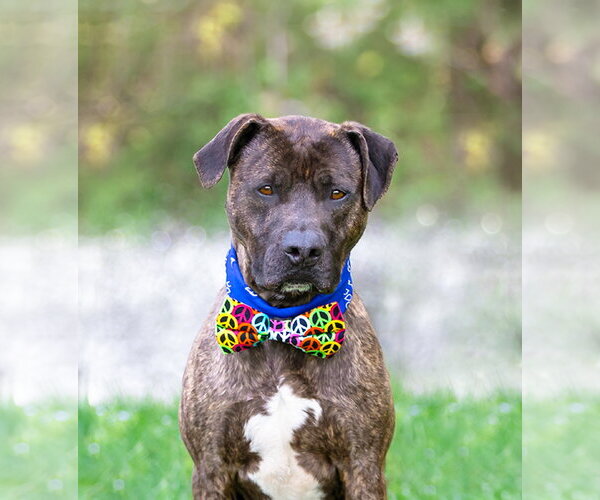 Medium Photo #6 Mutt Puppy For Sale in Unionville, PA, USA