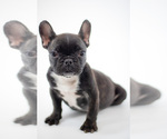 Small French Bulldog