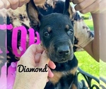 Small Photo #5 Doberman Pinscher Puppy For Sale in COLUMBUS, OH, USA