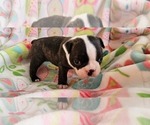 Small #5 Boston Terrier