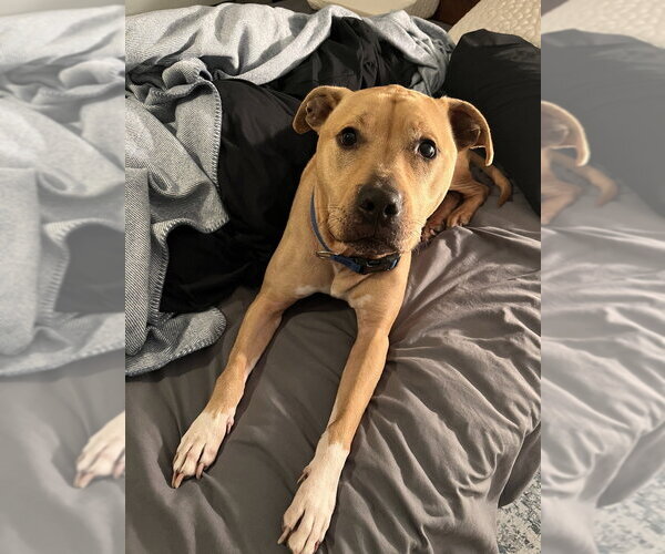Medium Photo #8 Mutt Puppy For Sale in Brewster, NY, USA