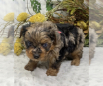 Small #2 Shorkie Tzu