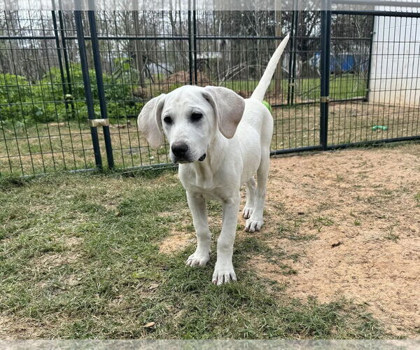 Medium Photo #15 Anatolian Shepherd-Labrador Retriever Mix Puppy For Sale in Higley, AZ, USA