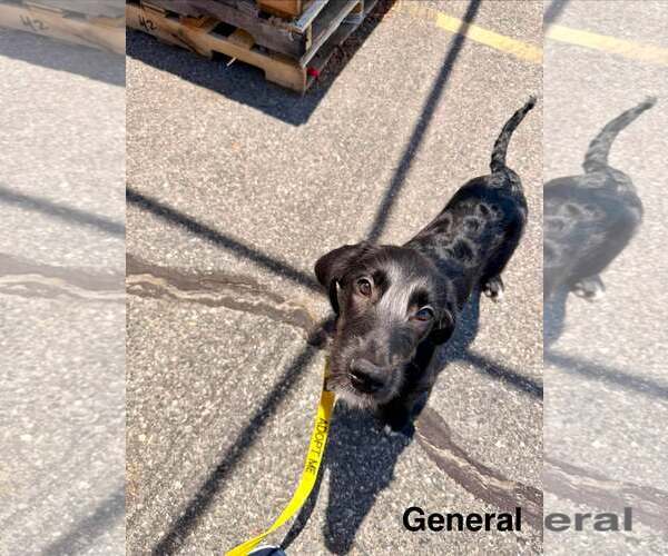 Medium Photo #4 Labrador Retriever-Unknown Mix Puppy For Sale in pomfret, CT, USA