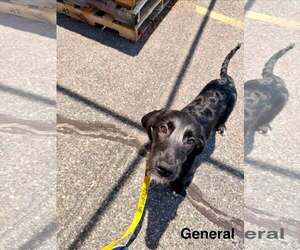 GENERAL - Male Labrador Retriever-Unknown Mix Dog for Adoption - Photo #4
