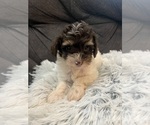 Small Photo #5 YorkiePoo Puppy For Sale in CASTROVILLE, TX, USA