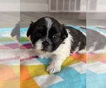 Puppy Annie Shih Tzu