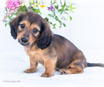 Puppy Teddy Dachshund