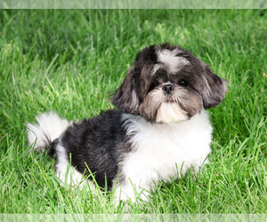 Father of the Shih Tzu puppies born on 12/15/2025