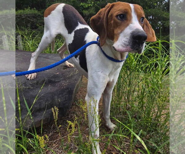 Medium Photo #2 Treeing Walker Coonhound Puppy For Sale in Canton, CT, USA