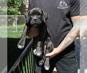 Cane Corso Puppy for Sale in CHULA VISTA, California USA