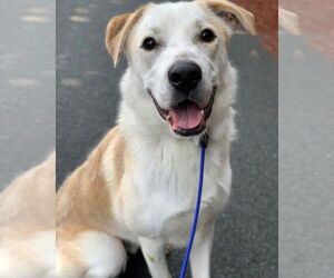 Labrador Retriever Dogs for adoption in garner, NC, USA