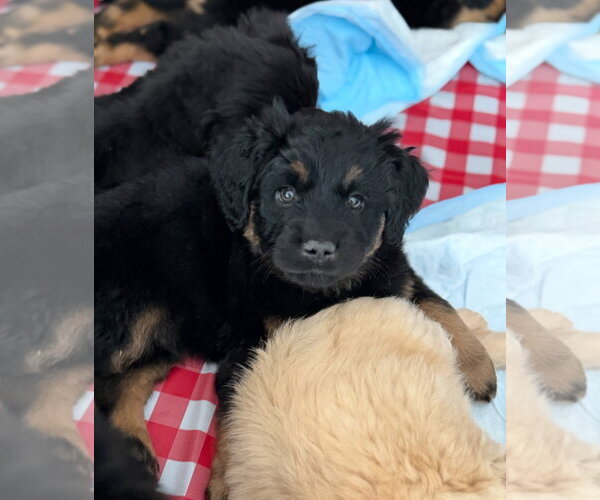 Medium Photo #6 Golden Retriever-Unknown Mix Puppy For Sale in Grafton, WI, USA