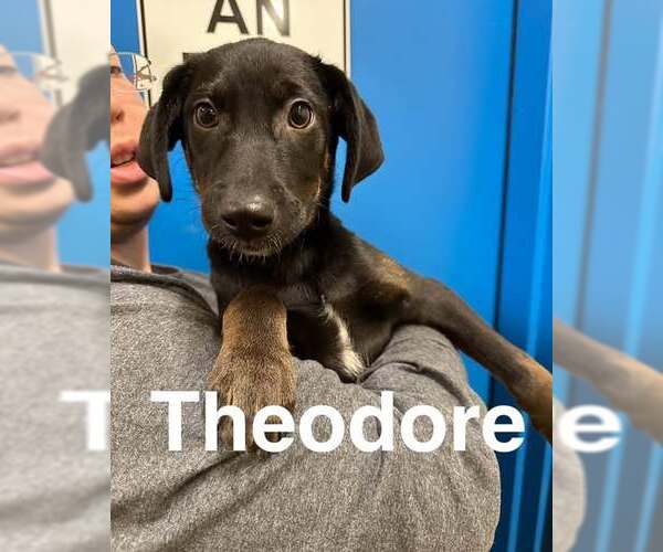 Medium Photo #1 Siberian Husky-Unknown Mix Puppy For Sale in Anchorage, AK, USA