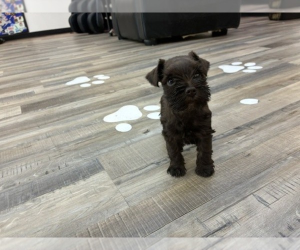 Medium Photo #4 Schnauzer (Miniature) Puppy For Sale in HOUSTON, TX, USA