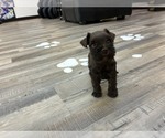 MAPLE - Female Schnauzer (Miniature) Puppy for Sale - Photo #4