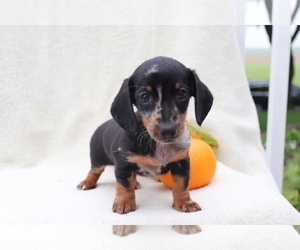 Dachshund Puppy for sale in SHILOH, OH, USA