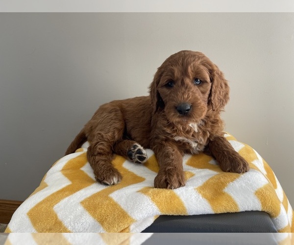 Medium Photo #22 Goldendoodle Puppy For Sale in WOODBURN, IN, USA