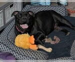 Small #2 American Bulldog Mix