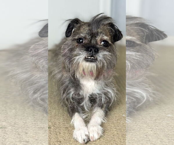 Medium Photo #2 Brussels Griffon Puppy For Sale in Bon Carbo, CO, USA