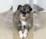 Small #1 Brussels Griffon