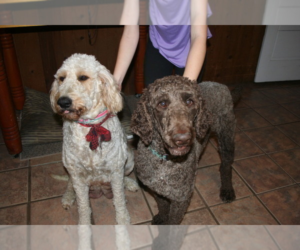 Medium Photo #1 Goldendoodle-Poodle (Standard) Mix Puppy For Sale in URBANA, IN, USA