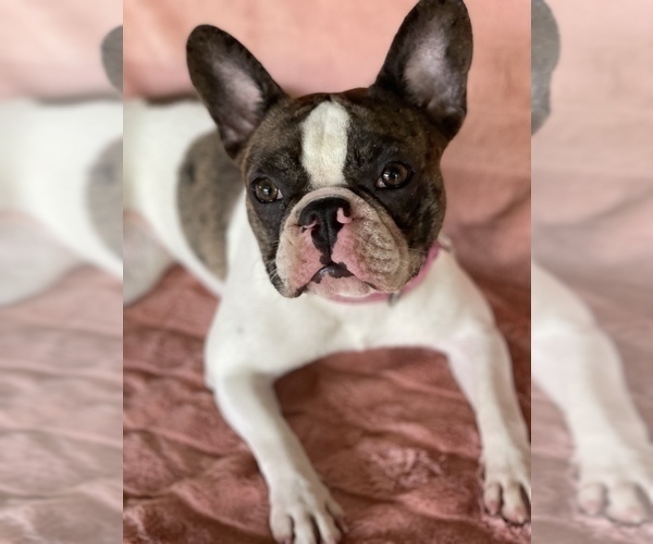 Medium Photo #1 French Bulldog Puppy For Sale in DACULA, GA, USA