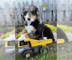 Miniature Bernedoodle Puppy for sale in MIDDLEBURY, IN, USA