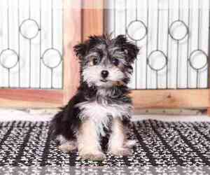 Yo-Chon Puppy for sale in NAPLES, FL, USA