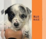 Puppy Orange Collar Australian Cattle Dog