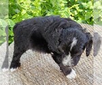 Small #9 F2 Aussiedoodle