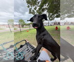 Small #1 Great Dane