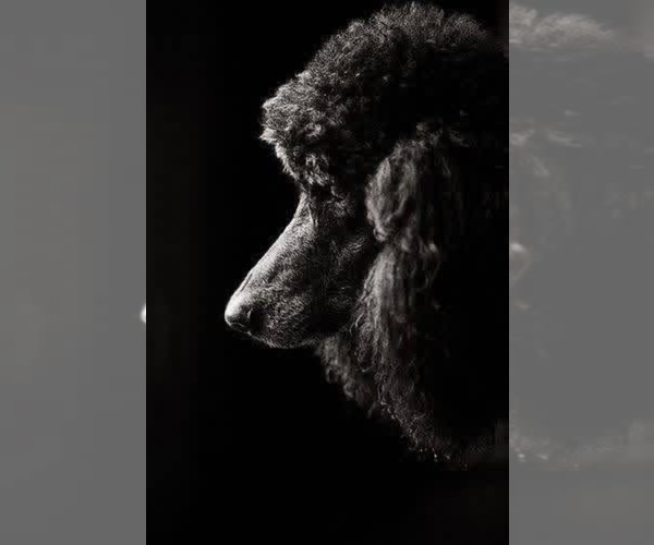 Medium Photo #1 Poodle (Standard) Puppy For Sale in COALGATE, OK, USA