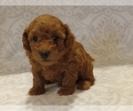 Small #2 Poodle (Toy)