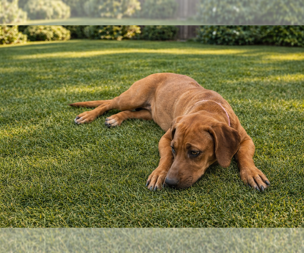 Medium Photo #1 Rhodesian Ridgeback Puppy For Sale in HIGHLANDS, TX, USA