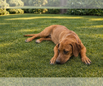 Small Rhodesian Ridgeback