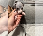 Small #1 American Hairless Terrier