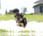 Small Photo #11 YorkiePoo Puppy For Sale in WARSAW, IN, USA