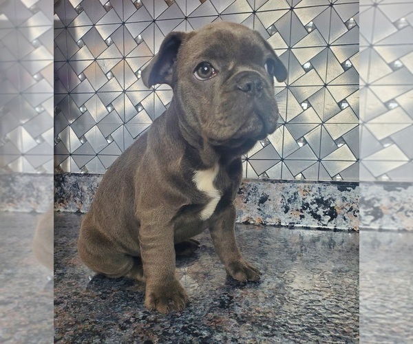 Medium Photo #2 French Bulldog Puppy For Sale in GOSHEN, IN, USA