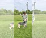 Small #2 Coonhound Mix