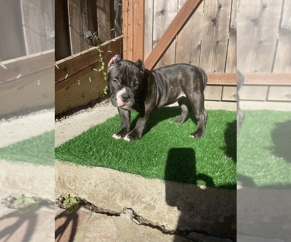 Medium Photo #7 American Bully Puppy For Sale in OAKLAND, CA, USA