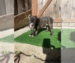 Small Photo #7 American Bully Puppy For Sale in OAKLAND, CA, USA
