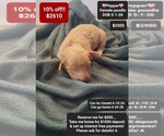 Image preview for Ad Listing. Nickname: Pepper