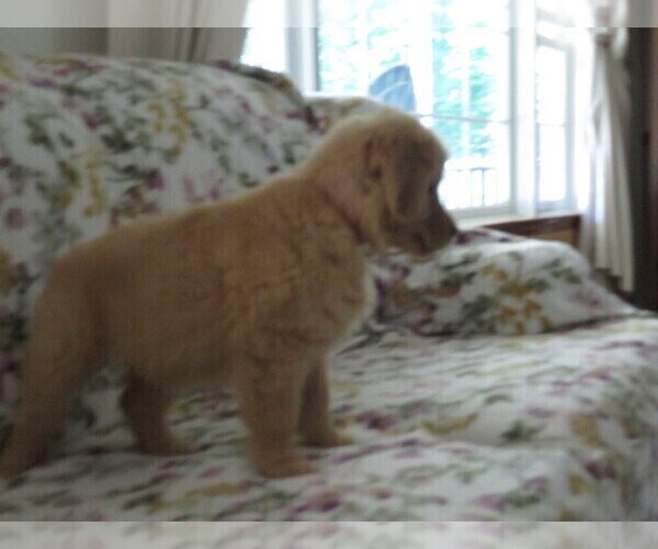 Medium Photo #4 Golden Retriever Puppy For Sale in MECHANICSVILLE, MD, USA