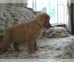 Small #3 Golden Retriever