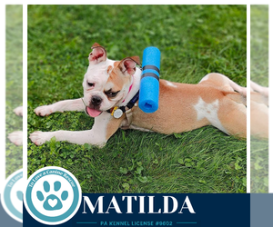 Matilda 091926 - Female French Bulldog-Unknown Mix Dog for Adoption - Photo #4