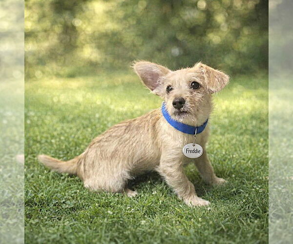 Medium Photo #2 Toxirn Puppy For Sale in Phoenix, AZ, USA