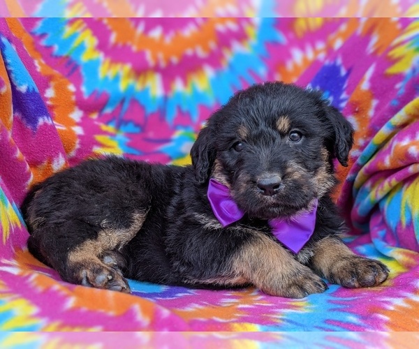 Medium Photo #4 Rottle Puppy For Sale in KIRKWOOD, PA, USA