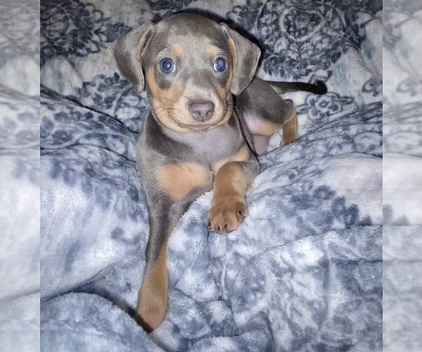 Medium Photo #1 Chiweenie Puppy For Sale in BURLINGTON, NC, USA