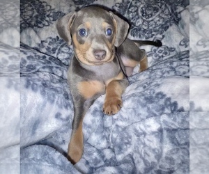 Chiweenie Puppy for sale in BURLINGTON, NC, USA